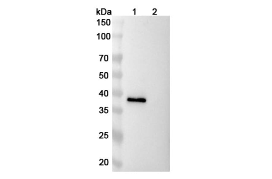 SDS-PAGE - Ranevetmab Biosimilar - Anti-NGF Antibody - BSA and Azide free (A339753) - Antibodies.com