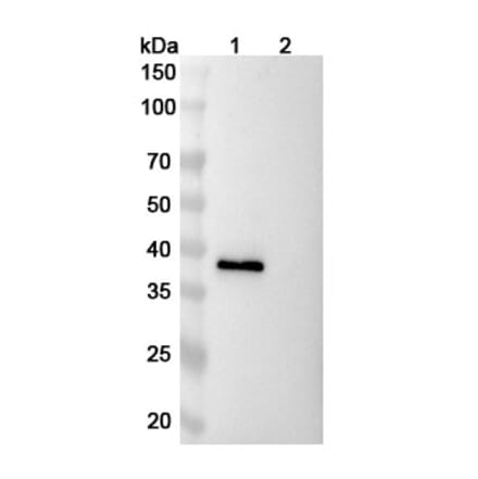 SDS-PAGE - Ranevetmab Biosimilar - Anti-NGF Antibody - BSA and Azide free (A339753) - Antibodies.com
