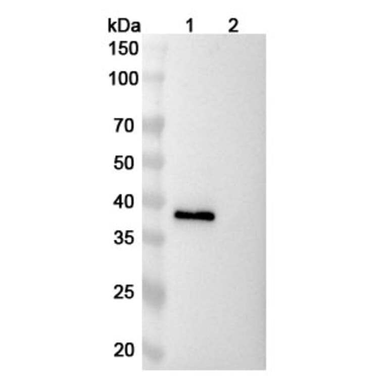 SDS-PAGE - Ranevetmab Biosimilar - Anti-NGF Antibody - BSA and Azide free (A339753) - Antibodies.com