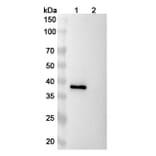 SDS-PAGE - Ranevetmab Biosimilar - Anti-NGF Antibody - BSA and Azide free (A339753) - Antibodies.com