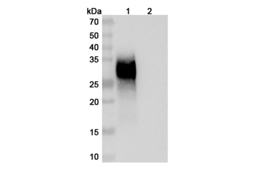SDS-PAGE - Gilvetmab Biosimilar - Anti-PD-1 Antibody - BSA and Azide free (A339756) - Antibodies.com