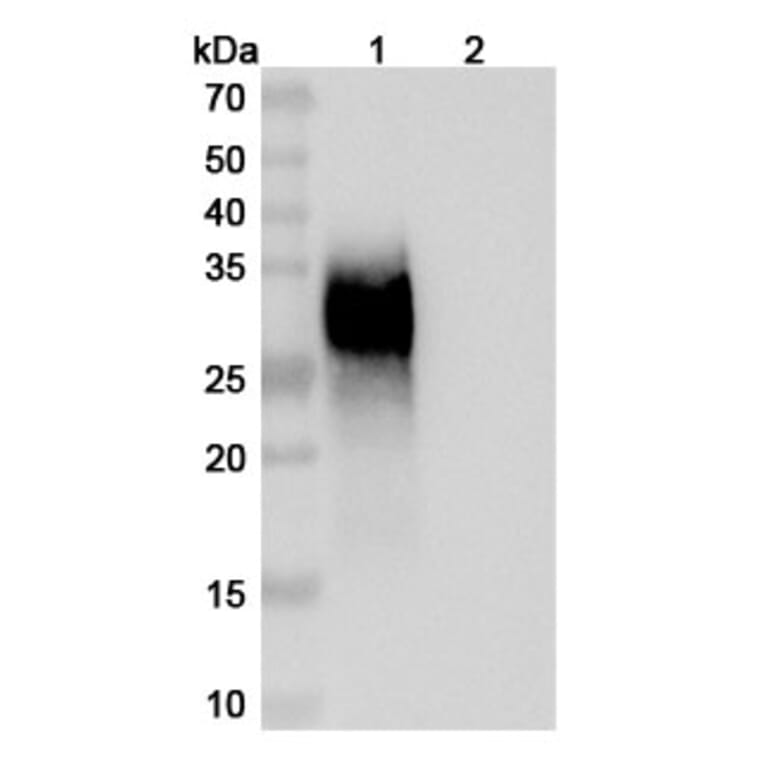 SDS-PAGE - Gilvetmab Biosimilar - Anti-PD-1 Antibody - BSA and Azide free (A339756) - Antibodies.com
