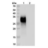 SDS-PAGE - Gilvetmab Biosimilar - Anti-PD-1 Antibody - BSA and Azide free (A339756) - Antibodies.com