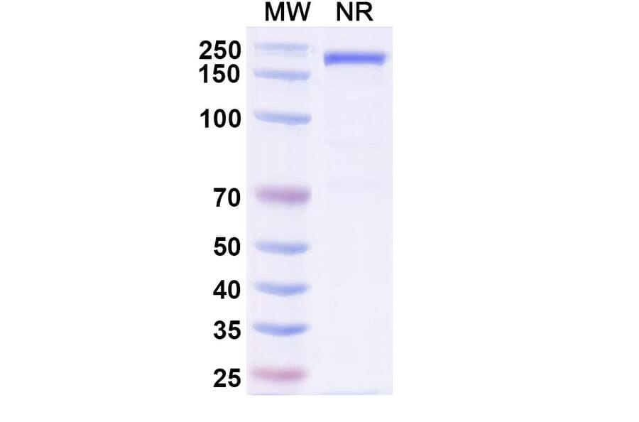 SDS-PAGE - Gilvetmab Biosimilar - Anti-PD-1 Antibody - BSA and Azide free (A339756) - Antibodies.com