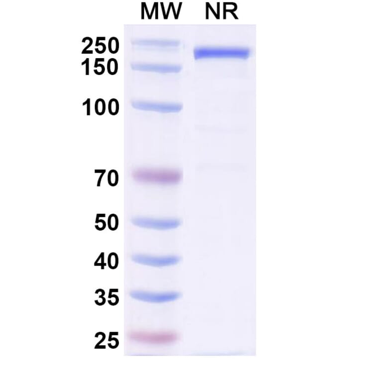 SDS-PAGE - Gilvetmab Biosimilar - Anti-PD-1 Antibody - BSA and Azide free (A339756) - Antibodies.com