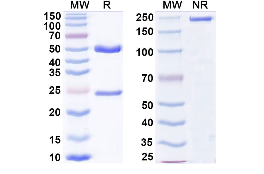 SDS-PAGE - Tirnovetmab Biosimilar - Anti-IL-31 Antibody - BSA and Azide free (A339757) - Antibodies.com