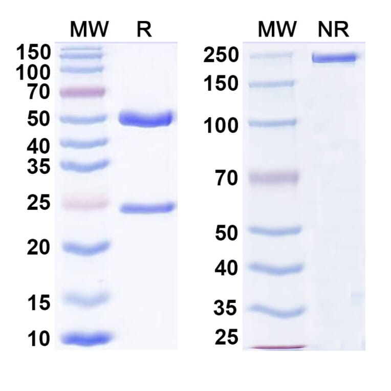 SDS-PAGE - Tirnovetmab Biosimilar - Anti-IL-31 Antibody - BSA and Azide free (A339757) - Antibodies.com