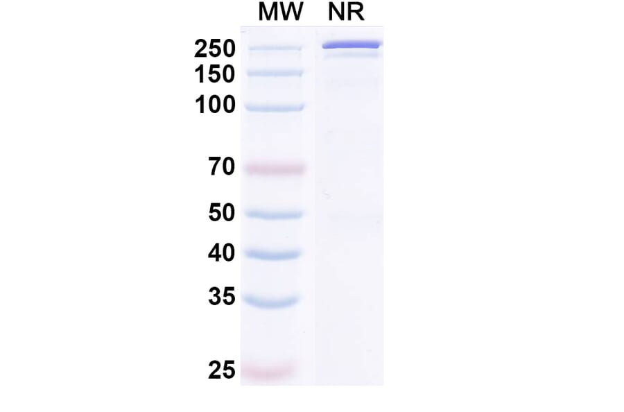 SDS-PAGE - Cirevetmab Biosimilar - Anti-TGF beta 1 Antibody - BSA and Azide free (A339758) - Antibodies.com