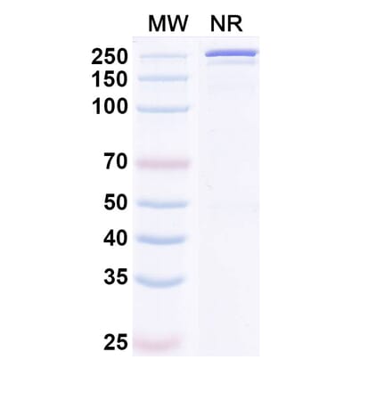 SDS-PAGE - Cirevetmab Biosimilar - Anti-TGF beta 1 Antibody - BSA and Azide free (A339758) - Antibodies.com