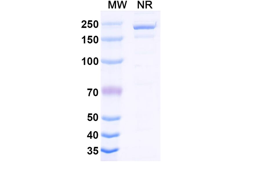 SDS-PAGE - Cirevetmab Biosimilar - Anti-TGF beta 1 Antibody - BSA and Azide free (A339758) - Antibodies.com