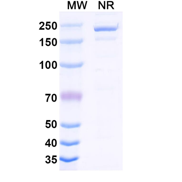 SDS-PAGE - Cirevetmab Biosimilar - Anti-TGF beta 1 Antibody - BSA and Azide free (A339758) - Antibodies.com