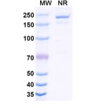 SDS-PAGE - Cirevetmab Biosimilar - Anti-TGF beta 1 Antibody - BSA and Azide free (A339758) - Antibodies.com