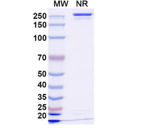 SDS-PAGE - Anzurstobart Biosimilar - Anti-SIRP alpha Antibody - BSA and Azide free (A339761) - Antibodies.com
