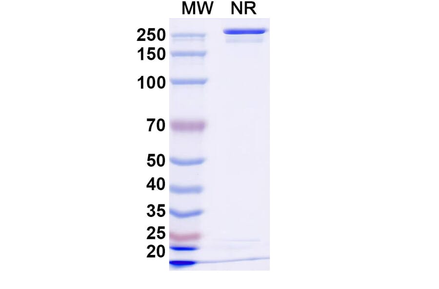 SDS-PAGE - Anzurstobart Biosimilar - Anti-SIRP alpha Antibody - BSA and Azide free (A339761) - Antibodies.com