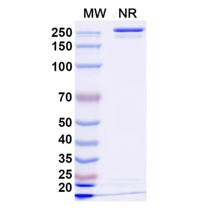 SDS-PAGE - Anzurstobart Biosimilar - Anti-SIRP alpha Antibody - BSA and Azide free (A339761) - Antibodies.com