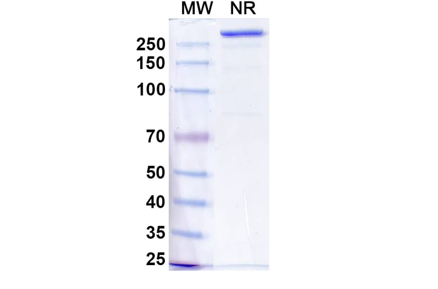 SDS-PAGE - Anzurstobart Biosimilar - Anti-SIRP alpha Antibody - BSA and Azide free (A339761) - Antibodies.com