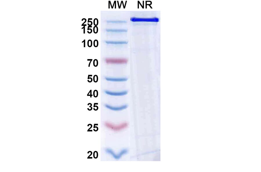 SDS-PAGE - Becotatug Biosimilar - Anti-EGFR Antibody - BSA and Azide free (A339765) - Antibodies.com
