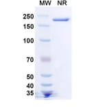 SDS-PAGE - Becotatug Biosimilar - Anti-EGFR Antibody - BSA and Azide free (A339765) - Antibodies.com