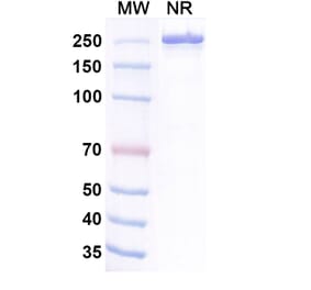SDS-PAGE - Belrestotug Biosimilar - Anti-TIGIT Antibody - BSA and Azide free (A339766) - Antibodies.com
