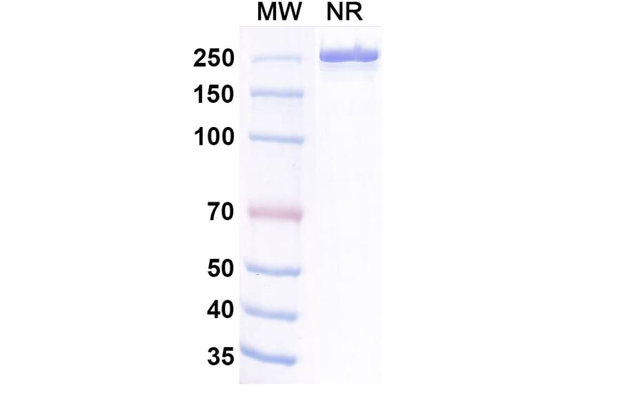SDS-PAGE - Belrestotug Biosimilar - Anti-TIGIT Antibody - BSA and Azide free (A339766) - Antibodies.com