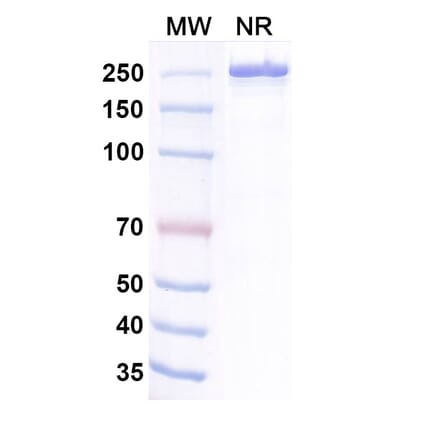 SDS-PAGE - Belrestotug Biosimilar - Anti-TIGIT Antibody - BSA and Azide free (A339766) - Antibodies.com