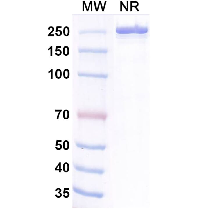 SDS-PAGE - Belrestotug Biosimilar - Anti-TIGIT Antibody - BSA and Azide free (A339766) - Antibodies.com