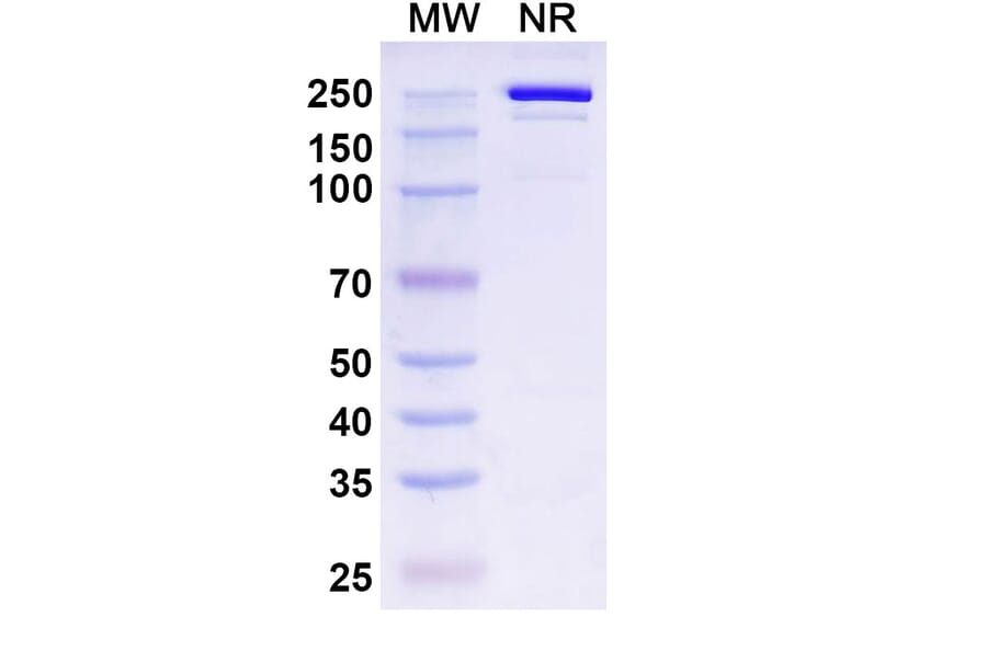 SDS-PAGE - Belrestotug Biosimilar - Anti-TIGIT Antibody - BSA and Azide free (A339766) - Antibodies.com