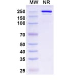 SDS-PAGE - Belrestotug Biosimilar - Anti-TIGIT Antibody - BSA and Azide free (A339766) - Antibodies.com