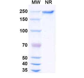 SDS-PAGE - Dargistotug Biosimilar - Anti-TIGIT Antibody - BSA and Azide free (A339767) - Antibodies.com