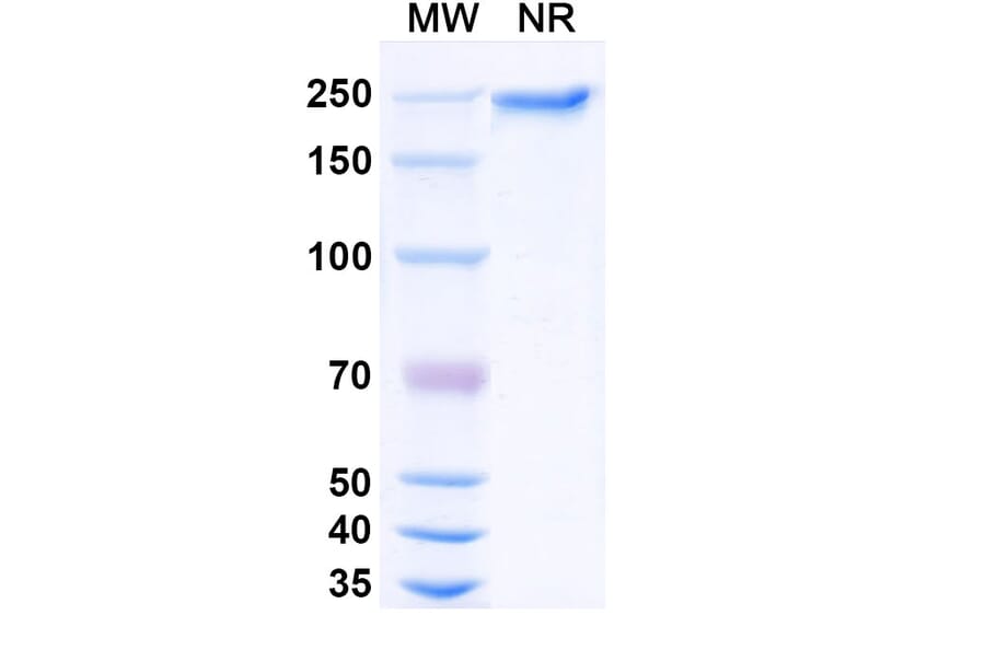 SDS-PAGE - Dargistotug Biosimilar - Anti-TIGIT Antibody - BSA and Azide free (A339767) - Antibodies.com