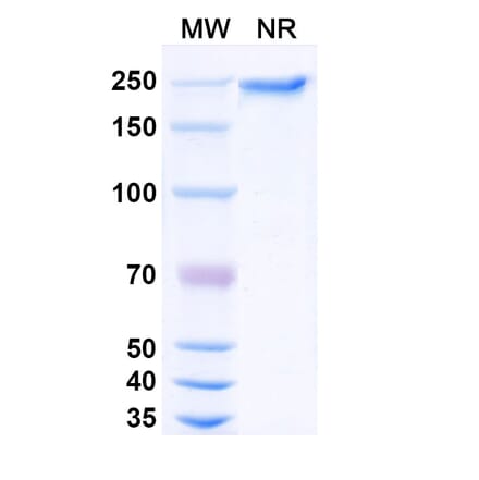 SDS-PAGE - Dargistotug Biosimilar - Anti-TIGIT Antibody - BSA and Azide free (A339767) - Antibodies.com