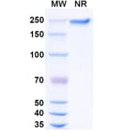 SDS-PAGE - Dargistotug Biosimilar - Anti-TIGIT Antibody - BSA and Azide free (A339767) - Antibodies.com