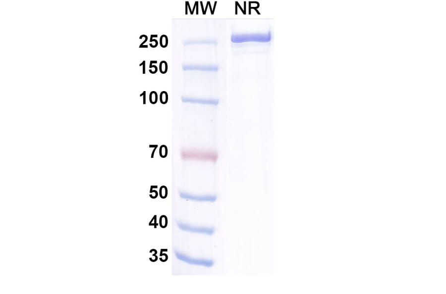 SDS-PAGE - Dargistotug Biosimilar - Anti-TIGIT Antibody - BSA and Azide free (A339767) - Antibodies.com
