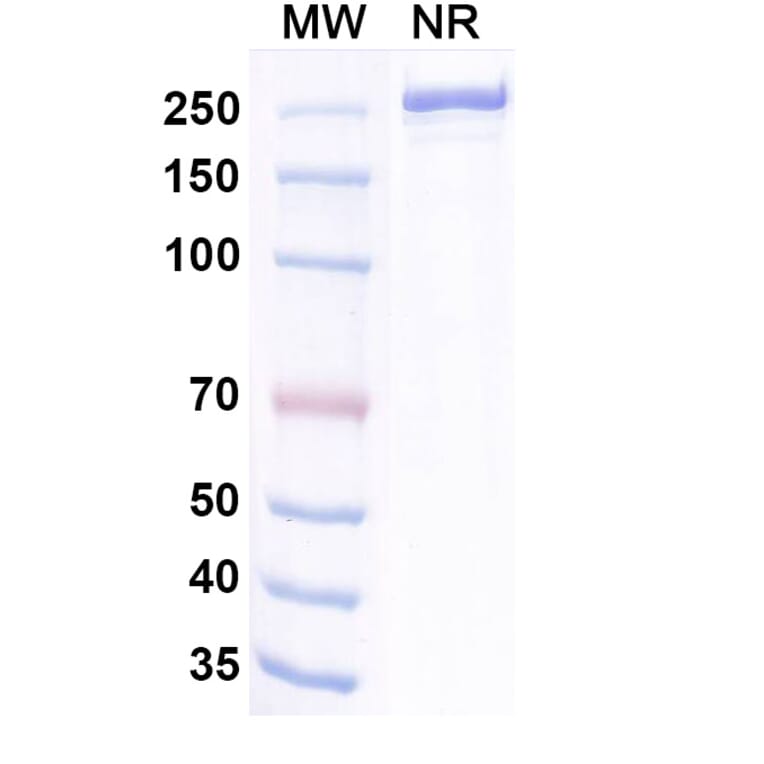 SDS-PAGE - Dargistotug Biosimilar - Anti-TIGIT Antibody - BSA and Azide free (A339767) - Antibodies.com