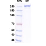 SDS-PAGE - Dargistotug Biosimilar - Anti-TIGIT Antibody - BSA and Azide free (A339767) - Antibodies.com