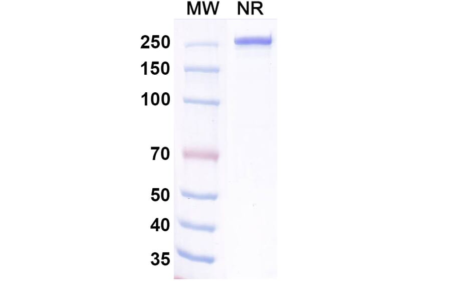 SDS-PAGE - Ralzapastotug Biosimilar - Anti-TIGIT Antibody - BSA and Azide free (A339768) - Antibodies.com