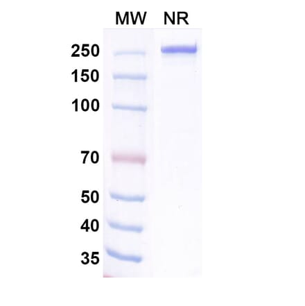 SDS-PAGE - Ralzapastotug Biosimilar - Anti-TIGIT Antibody - BSA and Azide free (A339768) - Antibodies.com