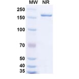 SDS-PAGE - Bempikibart Biosimilar - Anti-CD127 Antibody - BSA and Azide free (A339769) - Antibodies.com