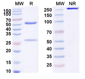 SDS-PAGE - Casdozokitug Biosimilar - Anti-IL-27A Antibody - BSA and Azide free (A339770) - Antibodies.com