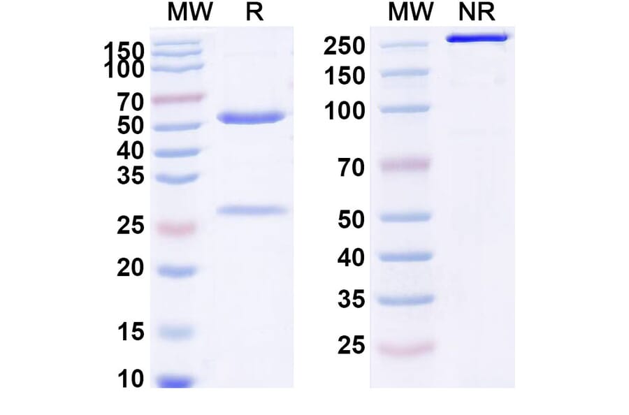 SDS-PAGE - Casdozokitug Biosimilar - Anti-IL-27A Antibody - BSA and Azide free (A339770) - Antibodies.com