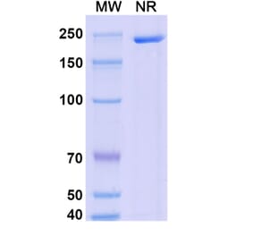 SDS-PAGE - Dalnicastobart Biosimilar - Anti-CD40 Antibody - BSA and Azide free (A339773) - Antibodies.com