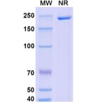 SDS-PAGE - Dalnicastobart Biosimilar - Anti-CD40 Antibody - BSA and Azide free (A339773) - Antibodies.com