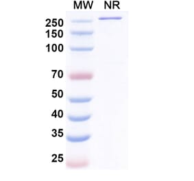 SDS-PAGE - Danburstotug Biosimilar - Anti-PD-L1 Antibody - BSA and Azide free (A339774) - Antibodies.com