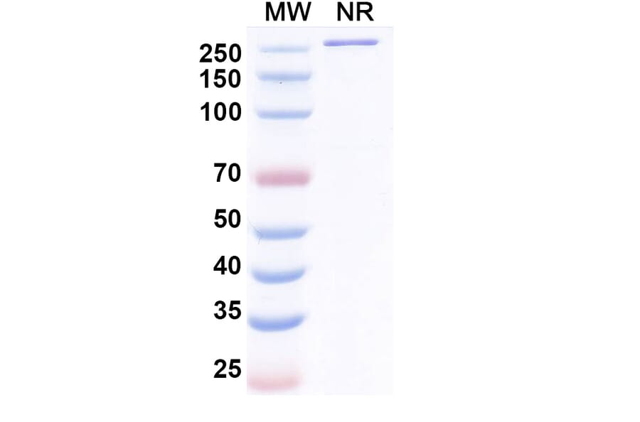 SDS-PAGE - Danburstotug Biosimilar - Anti-PD-L1 Antibody - BSA and Azide free (A339774) - Antibodies.com