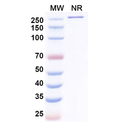 SDS-PAGE - Danburstotug Biosimilar - Anti-PD-L1 Antibody - BSA and Azide free (A339774) - Antibodies.com