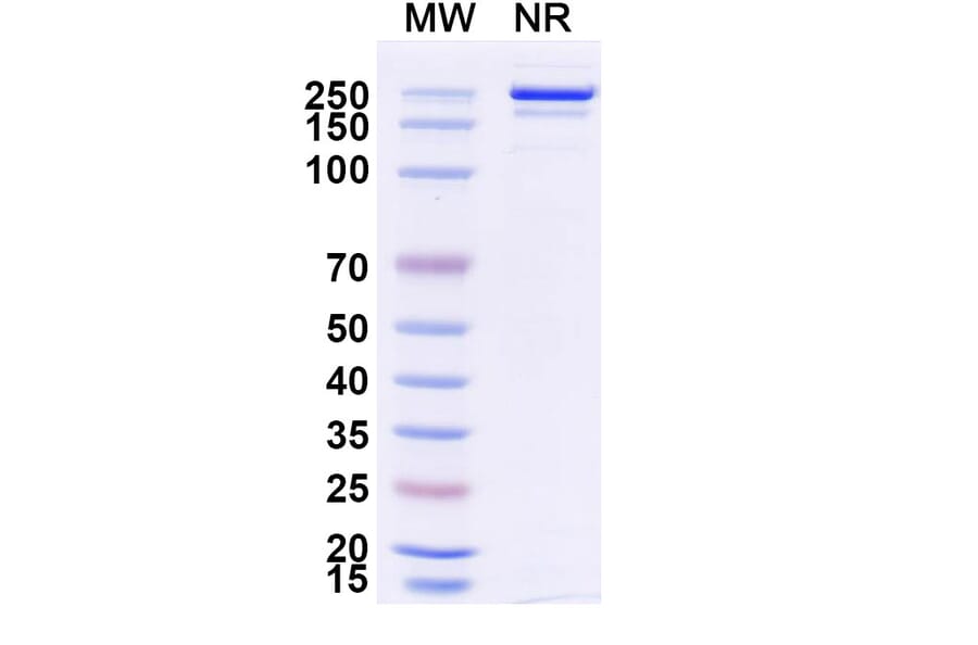 SDS-PAGE - Danburstotug Biosimilar - Anti-PD-L1 Antibody - BSA and Azide free (A339774) - Antibodies.com