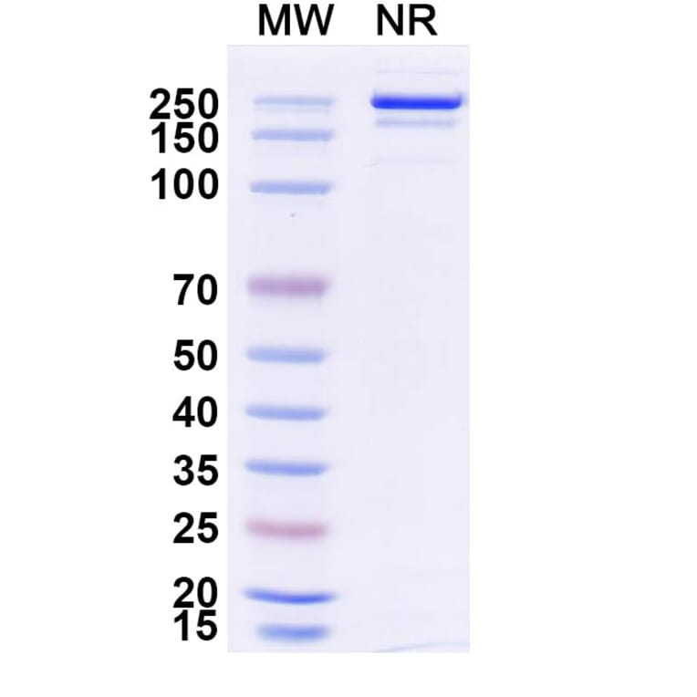 SDS-PAGE - Danburstotug Biosimilar - Anti-PD-L1 Antibody - BSA and Azide free (A339774) - Antibodies.com