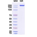 SDS-PAGE - Danburstotug Biosimilar - Anti-PD-L1 Antibody - BSA and Azide free (A339774) - Antibodies.com