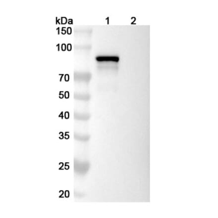 SDS-PAGE - Delpacibart Biosimilar - Anti-Transferrin Receptor Antibody - BSA and Azide free (A339775) - Antibodies.com