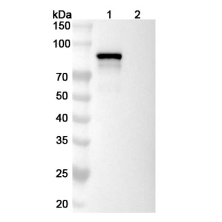 SDS-PAGE - Delpacibart Biosimilar - Anti-Transferrin Receptor Antibody - BSA and Azide free (A339775) - Antibodies.com
